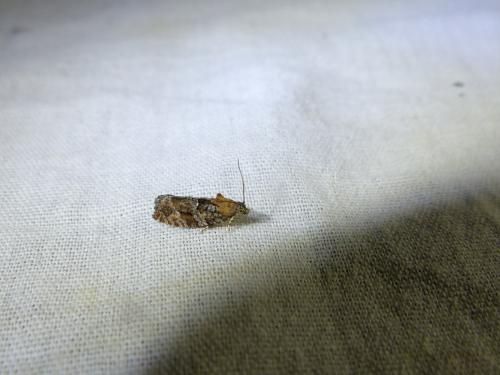 Eudemis profundana