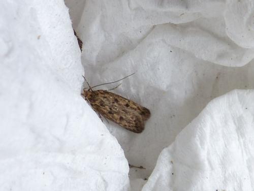Hofmannophila pseudospretella