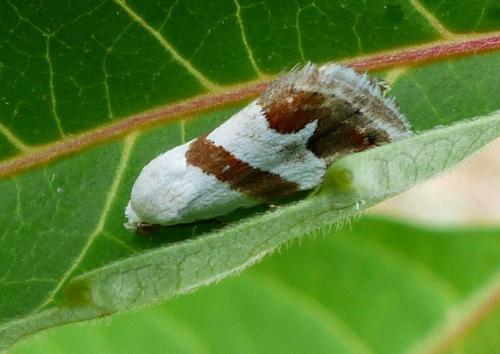 Eublemma candidana