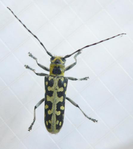 Réf. 188 506 : Saperda scalaris
