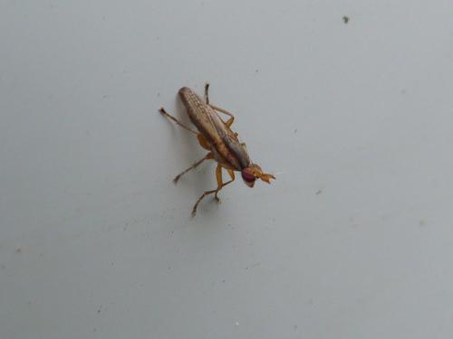 Limnia unguicornis