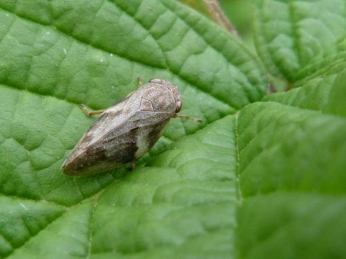 Aphrophora alni