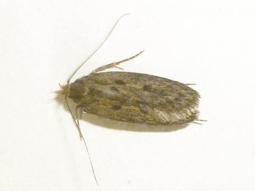 Réf. 188 923 : Hofmannophila pseudospretella