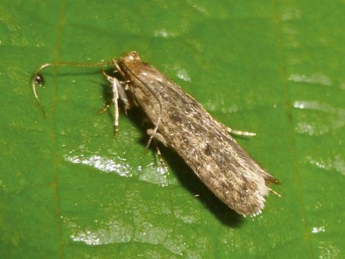 Hofmannophila pseudospretella