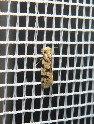 Eumasia parietariella