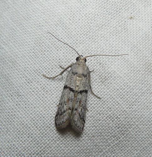 Réf. 188 596 : Phycitinae inconnu