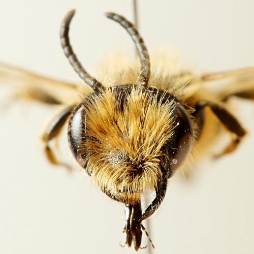 Andrena flavipes