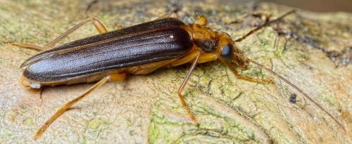 Nacerdes carniolica