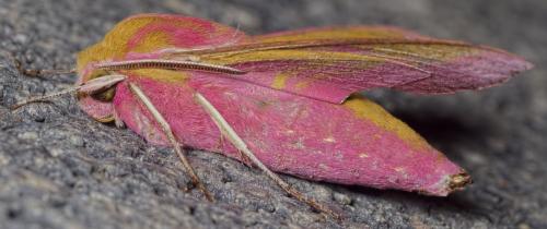 Réf. 188 088 : Deilephila elpenor