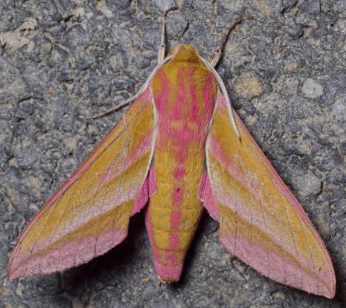 Deilephila elpenor