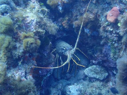 Palinurus elephas