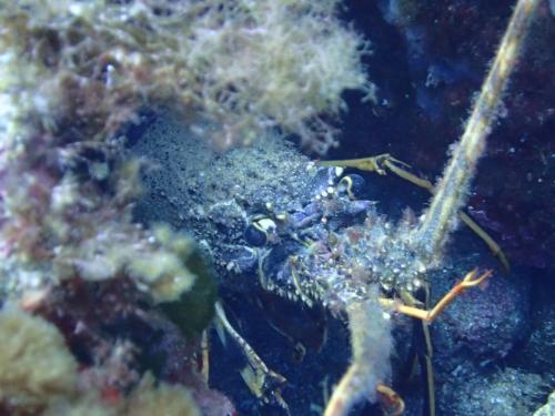 Palinurus elephas