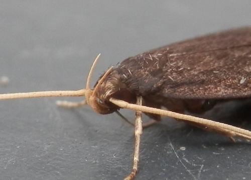 Homaloxestis briantiella