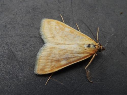 Réf. 188 474 : Sitochroa verticalis