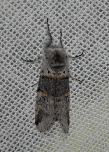 Réf. 188 914 : Furcula bifida