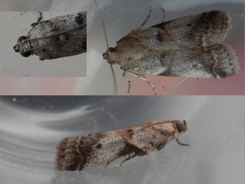 Acrobasis fallouella