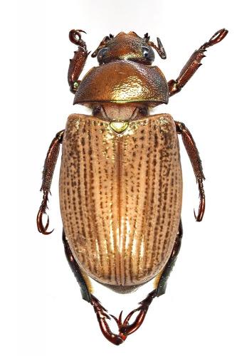 Réf. 188 827 : Epichalcoplethis aciculata