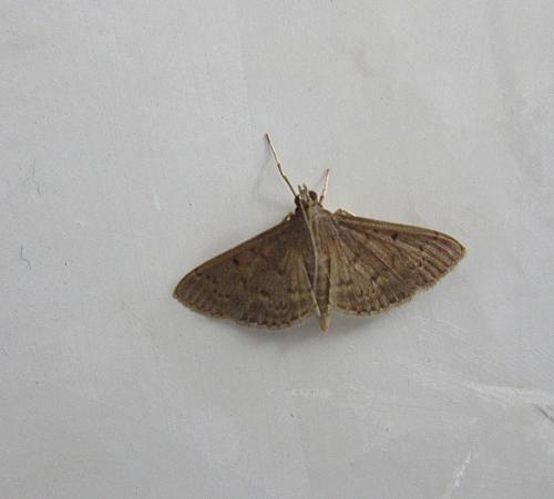 Herpetogramma sp.
