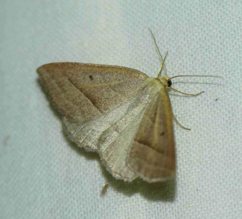 Réf. 188 307 : Petrophora chlorosata