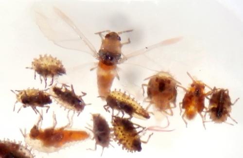 Phylloxera quercus