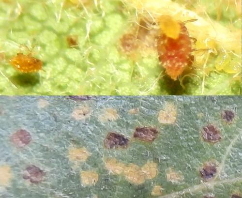 Réf. 188 050 : Phylloxera quercus
