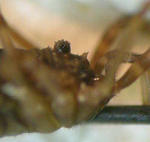 Oligolophus tridens