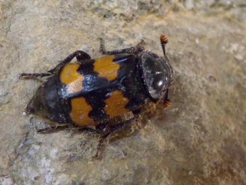 Réf. 188 378 : Nicrophorus sp.
