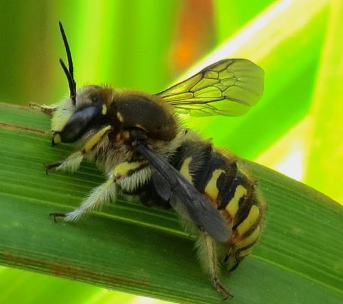 Réf. 188 213 : Anthidium manicatum