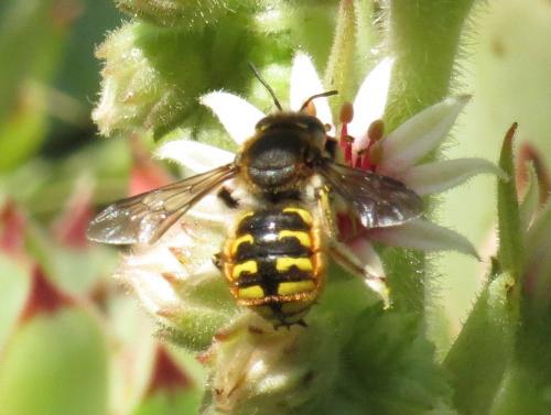 Anthidium manicatum
