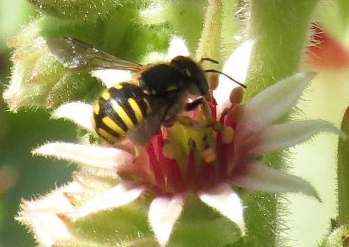 Anthidium sp.