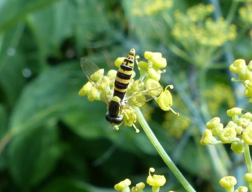 Sphaerophoria sp.