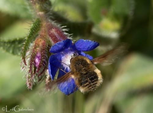 Bombylius sp.
