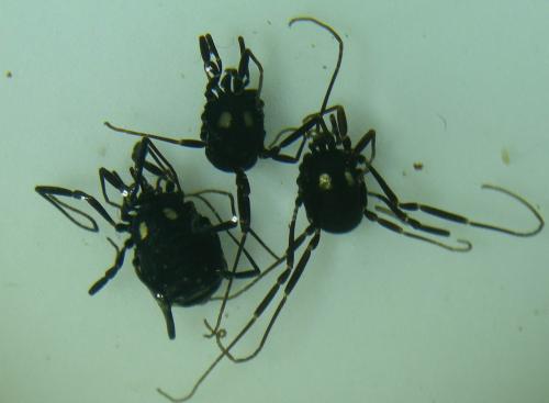 Réf. 188 712 : Nemastoma lugubre