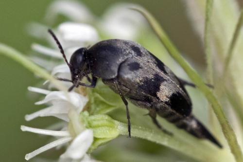 Réf. 188 076 : Variimorda villosa