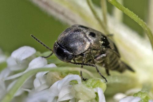 Réf. 188 077 : Variimorda villosa