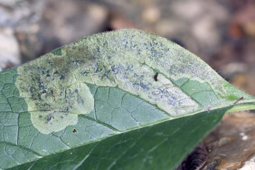 Réf. 188 220 : Agromyza ferruginosa