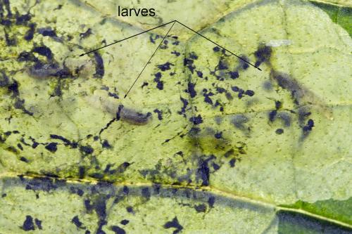 Réf. 188 221 : Agromyza ferruginosa