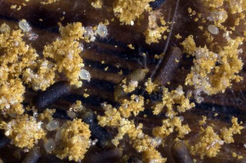Chaetodactylus osmiae