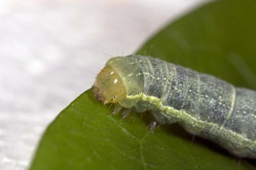 Mamestra brassicae