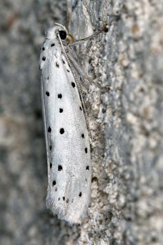 Yponomeuta sp.