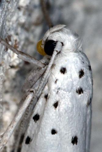 Yponomeuta sp.