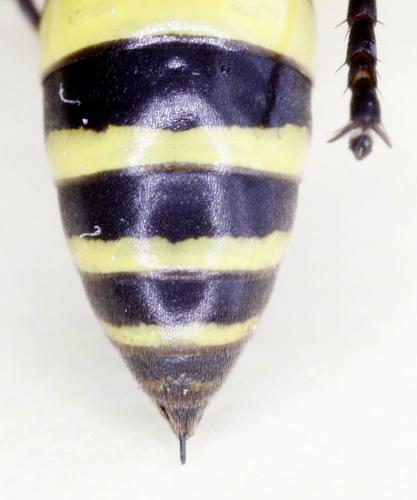 Gorytes planifrons