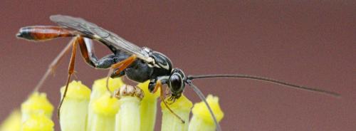Réf. 188 028 : Lissonota cruentator