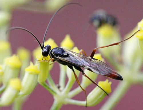Réf. 188 029 : Lissonota cruentator