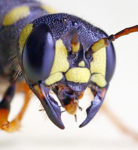 Cerceris arenaria