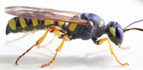 Cerceris arenaria