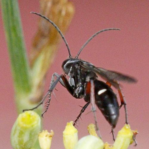 Episyron rufipes