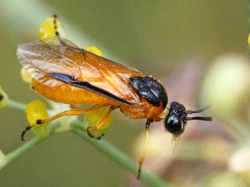 Arge ochropus