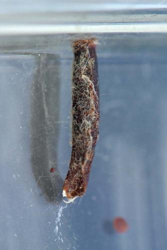 Coleophora hemerobiella