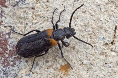 Réf. 188 995 : Sitaris muralis